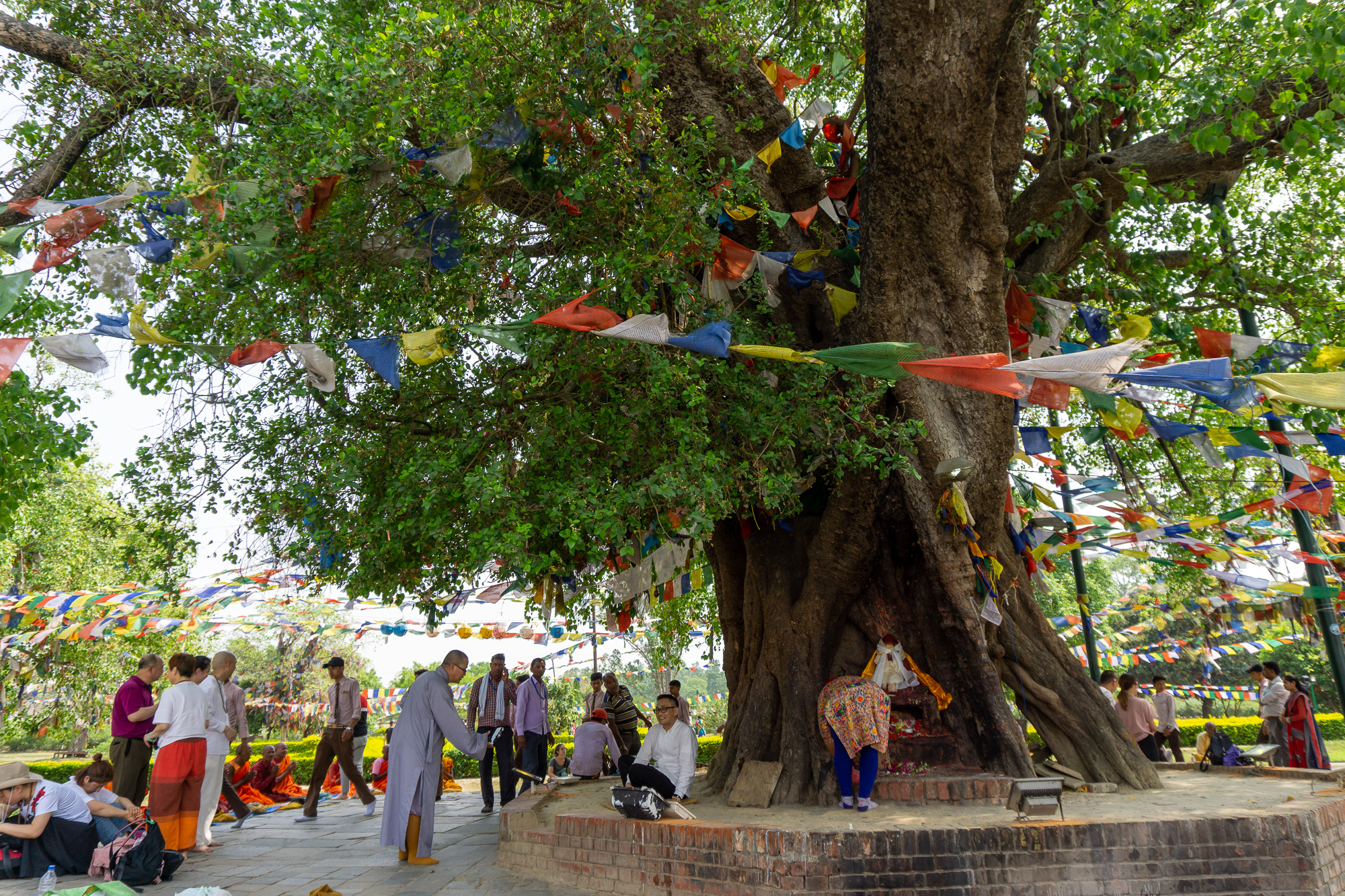 boddha tree